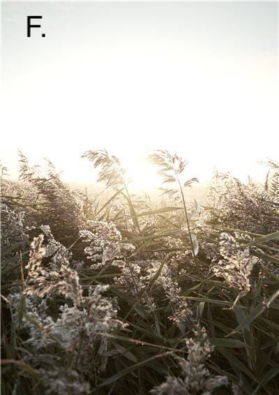 Idyllic Nature Prints - Hestia + Co.